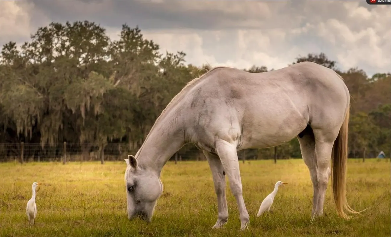 White horse grazing with cattle egrets in a Davie-style pasture